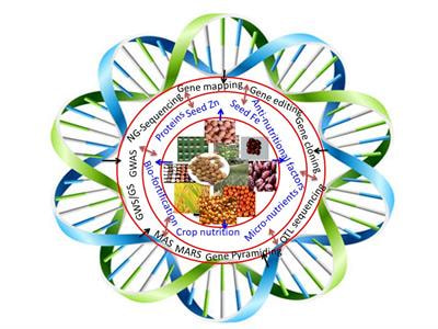 Cover image for research topic "Achieving Nutritional Security and Food Safety Through Genomics-Based Breeding of Crops"