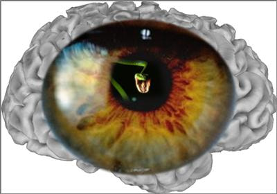 Cover image for research topic "The neurobiology of emotion-cognition interactions"