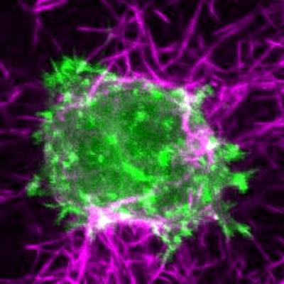 Cover image for research topic "Engineering and Imaging Extracellular Matrix Microenvironments"