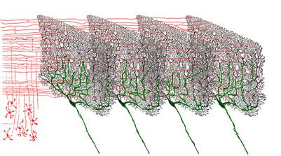 Cover image for research topic "Information Processing in the Cerebellum"