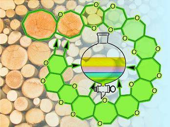 Cover image for research topic "From Biomass to Advanced Bio-Based Chemicals & Materials: A Multidisciplinary Perspective "