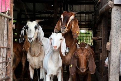 Cover image for research topic "Peste des Petits Ruminants (PPR): Generating Evidence to Support Eradication Efforts"