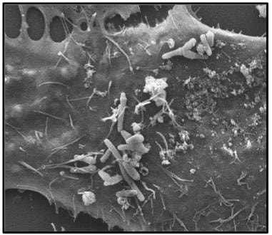 Cover image for research topic "Harnessing Innate Trained Immunity To Eliminate Persistent, Drug-Resistant And Subsequent Infections"
