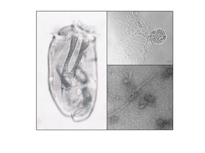 Cover image for research topic "Advances In The Understanding of The Commensal Eukaryota And Viruses Of The Herbivore Gut"