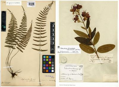 Cover image for research topic "Integrative and Translational Uses of Herbarium Collections Across Time, Space and Species"