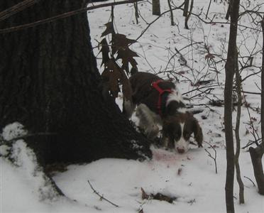 Cover image for research topic "Neuroscience of Foraging"