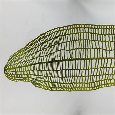 Cover image for research topic "Plant Programmed Cell Death Revisited"