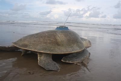Cover image for research topic "Advances in Understanding Sea Turtle Use of the Gulf of Mexico"