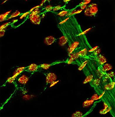 Cover image for research topic "Molecular Mechanisms Underlying Assembly and Maintenance of the Neuromuscular Junction"