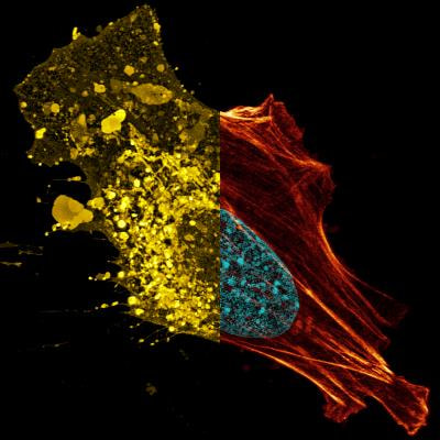 Cover image for research topic "Biomechanical Properties of Cells and Tissues and their Impact on Cellular Adhesion and Motility"