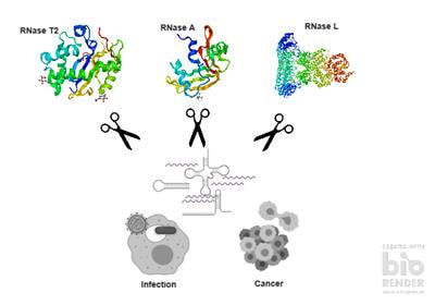 Cover image for research topic "Role of Ribonucleases in Immune Response Regulation during Infection and Cancer"
