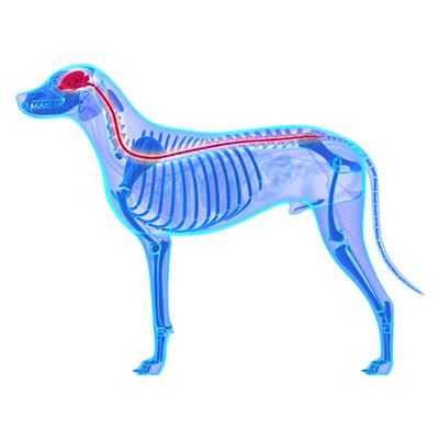Cover image for research topic "Advances in the Pathogenesis of Canine Neurologic Disease"