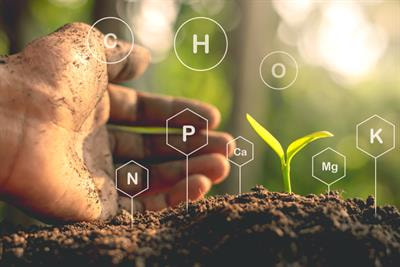 Cover image for research topic "Carbon-Nitrogen-Phosphorus Coupling in Forests"
