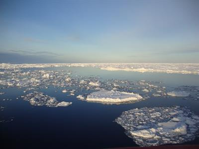 Cover image for research topic "Effects of Ice Loss on Marine Biodiversity"