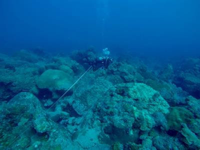 Cover image for research topic "Gulf of Mexico Reefs: Past, Present and Future"