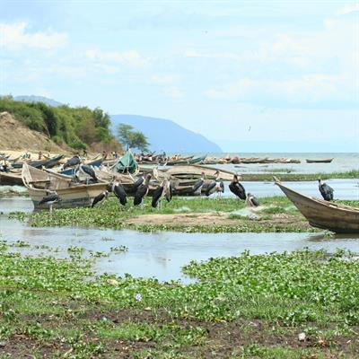 Cover image for research topic "Towards the Sustainable Use of African Wetlands"