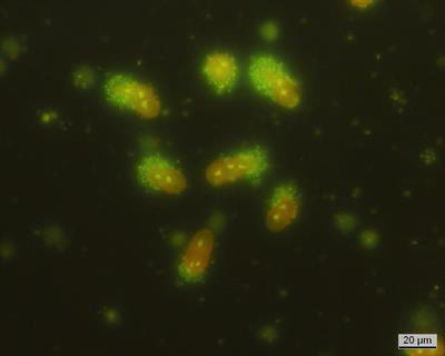 Cover image for research topic "Chemically Mediated Interactions Between Marine Macrophytes and Microbes"