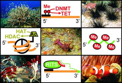 Cover image for research topic "Marine Environmental Epigenetics"