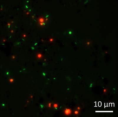 Cover image for research topic "Electromicrobiology – From Electrons To Ecosystems"