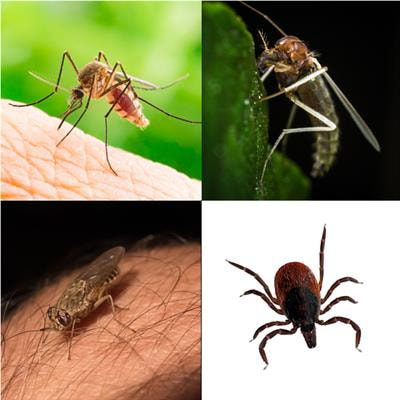 Cover image for research topic "Biological Drivers Of Vector-Pathogen Interactions"
