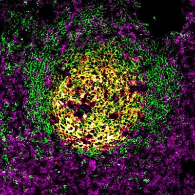 Cover image for research topic "Revealing HIV Hiding Places: Identification and Characterization of Cellular and Tissue Reservoirs"