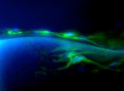 Cover image for research topic "MSC Signaling in Regenerative Medicine"