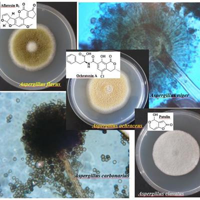 Cover image for research topic "Aspergillus-Derived Mycotoxins In The Feed And Food Chain"
