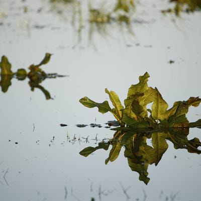 Cover image for research topic "Plant responses to flooding"