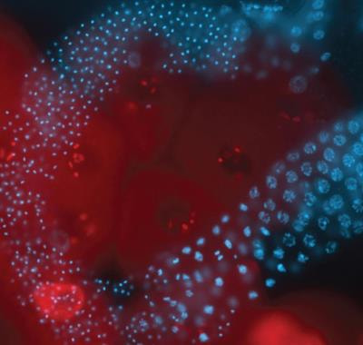 Cover image for research topic "Germline Development: From Germline Stem Cells to Gametes"
