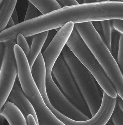 Cover image for research topic "Nematodes in Phytobiomes"