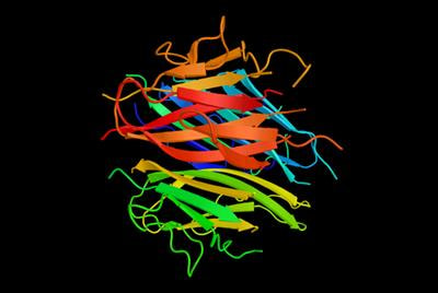 Cover image for research topic "Adiponectin: Friend or Foe? Toward Understanding the Complexities of Adiponectin Biology and Challenges in Pharmaceutical Development"