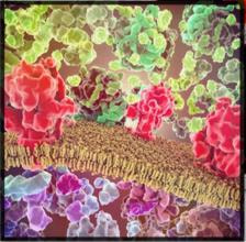 Cover image for research topic "Multiscale Modeling from Macromolecules to Cell: Opportunities and Challenges of Biomolecular Simulations"