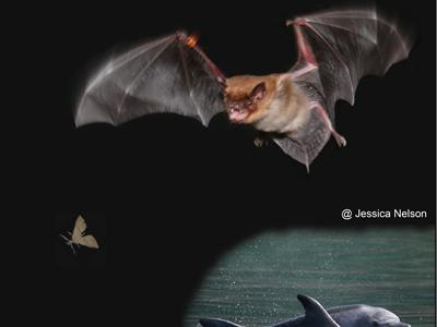 Cover image for research topic "How nature shaped echolocation in animals"