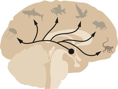 Cover image for research topic "The Phylogenetic History of Hypothalamic Neuromodulators"