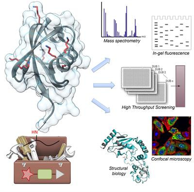 Cover image for research topic "Probing the Ubiquitin Landscape  "