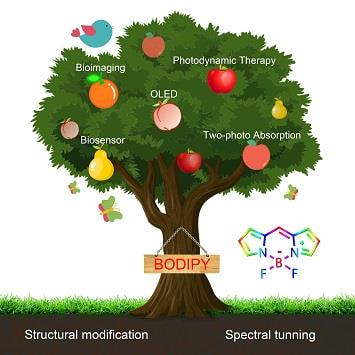 Cover image for research topic "BODIPYs and Their Derivatives:  The Past, Present and Future "