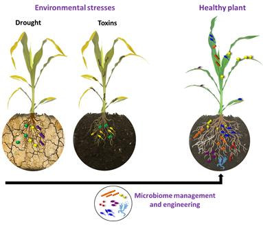 Cover image for research topic "Novel Insights into the Responses of the Plant Microbiome to Abiotic Factors"