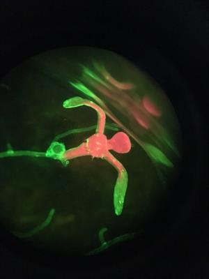Cover image for research topic "Ion Homeostasis in Plant Stress and Development"