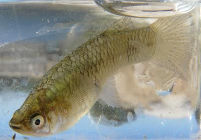 Cover image for research topic "Understanding the Impact and Invasion Success of Aquatic Non-native Species: How they Interact with Novel Environments and Native Biota"