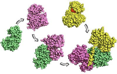 Cover image for research topic "Structural Studies of Protein Complexes in Signalling Pathways"