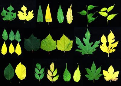 Cover image for research topic "Regulatory Mechanisms of Leaf Senescence under Environmental Stresses"