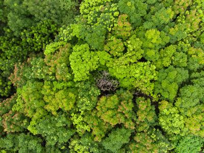 Cover image for research topic "Tropical Plant-Pathogen Interactions in a Changing World"