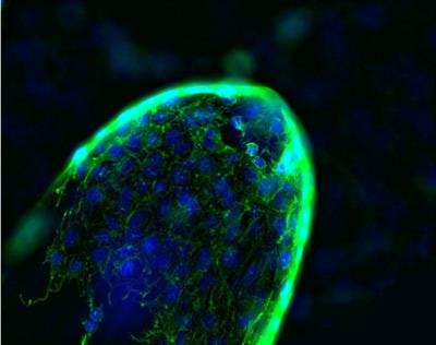 Cover image for research topic "When the Shape Does Matter: Three-Dimensional In Vitro Models of Epithelial Barriers"