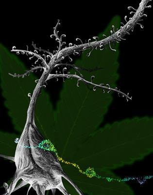 Cover image for research topic "Endocannabinoid-mediated Retrograde Transmission: Novel Molecular, Synaptic and Circuit Mechanisms"