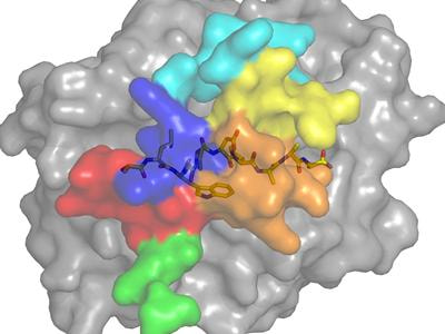 Cover image for research topic "Investigating and harnessing T-cell functions with engineered immune receptors and their ligands."