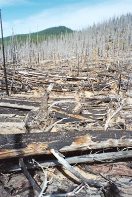 Cover image for research topic "Climate, Land Use, and Fire: Can Models Inform Management?"