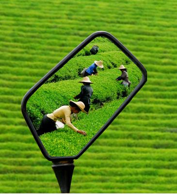 Cover image for research topic "Responses of Tea Plants to Climate Change: From Molecules to Ecosystems"