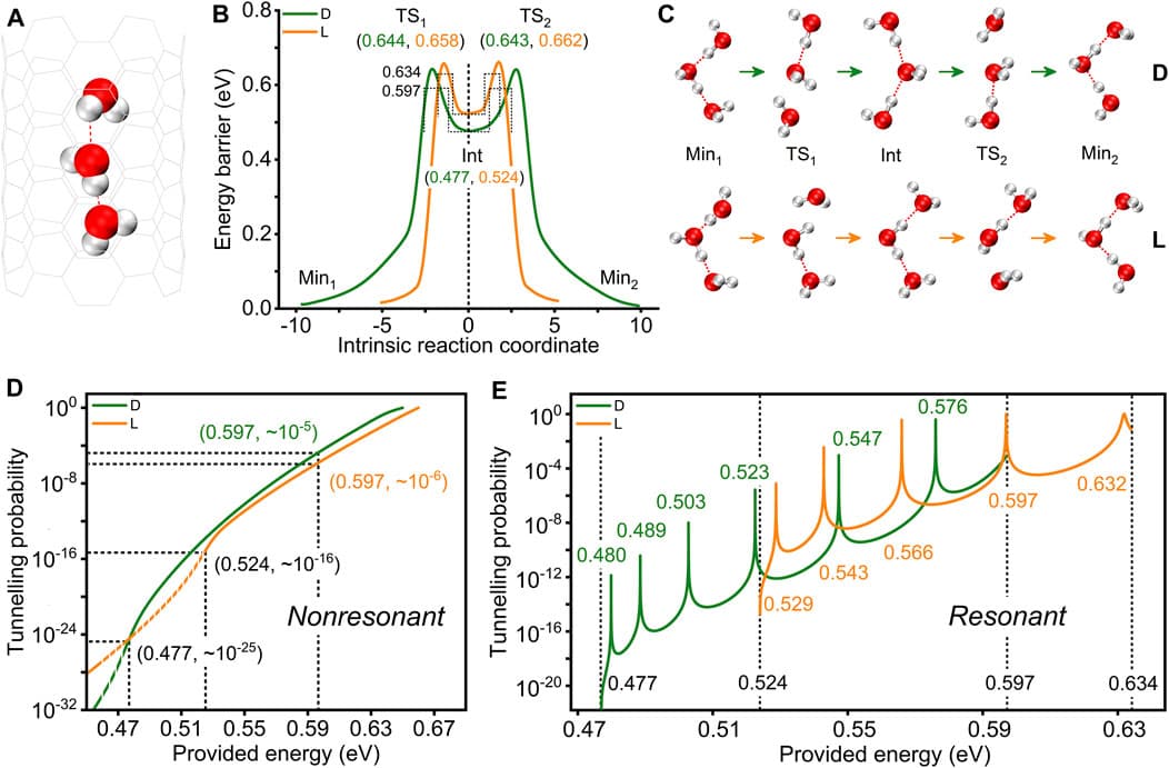 Different mechanisms by which the water chain with three water molecules in the CNT achieves reorientation. (A) Model of the confined water chain. (B) PESs of the water chain flipping. Dotted lines are the equivalent square energy barriers obtained by fitting the double barriers of the PESs. (C) Water chain structures corresponding to each extreme point on the PESs. (D) Variation in the quantum tunnelling probability with provided energy without considering coherence. The dotted and solid lines indicate the tunnelling probability at provided energies below and above the intermediate energies, respectively. (E) Variation in the quantum tunnelling probability with provided energy considering coherence. According to the square barriers, the energy height provided are 0.477–0.597 eV and 0.524–0.634 eV, corresponding to the two reaction paths. The dotted lines represent the provided energy at the start or end of the two reaction paths. Green and yellow represent the reaction paths containing D-type and L-type defective intermediates, respectively.
