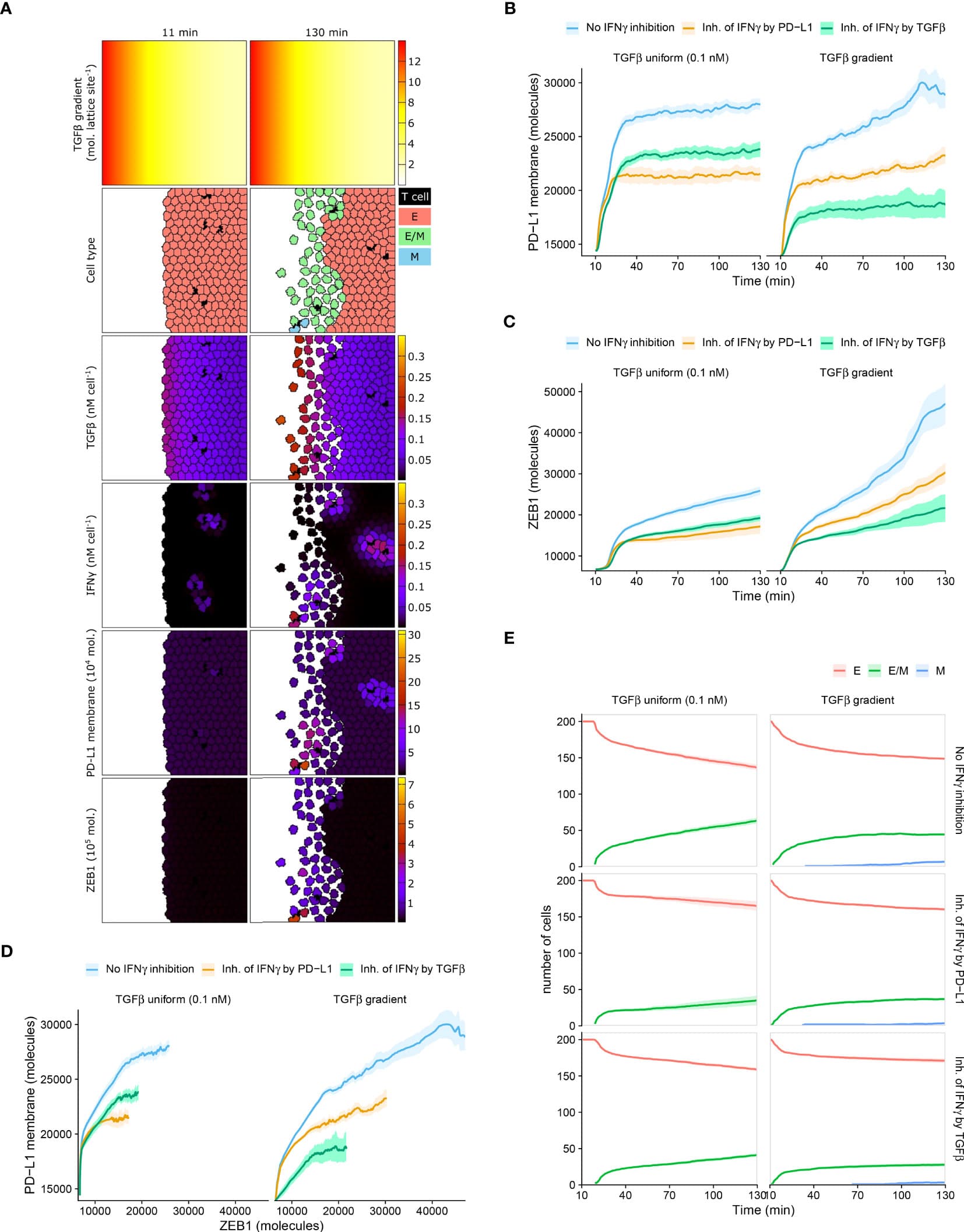 (A) Still images of a CPM simulation of IFNγ-secreting T cells at a tumor invasive front with short-range IFNγ spreading, a TGFβ gradient, and no IFNγ inhibition. Top color scheme: lattice sites are colored according to TGFβ level. Second color scheme from the top: T cells are black, and epithelial (E), hybrid (E/M), and mesenchymal (M) tumor cells are red, green, and blue, respectively. Other color schemes: T cells are black, and tumor cells are colored according to (from top to bottom) TGFβ, IFNγ, PD-L1, and ZEB1 levels. Elapsed simulation time in minutes is displayed above the stills. (B, C) Average (bold line) and standard error of the mean (SEM; ribbon) of PD-L1 membrane (B) and ZEB1 (C) expression of tumor cells over time. (D) Average (bold line) and SEM (ribbon) of PD-L1 membrane expression as a function of ZEB1 expression over time. (E) Average (bold line) and SEM (ribbon) of the number of tumor cells per EMT phenotype (indicated in legend) over time. Plots in (B–E) are based on 10 simulations per condition, and results are shown for tumors with a uniform TGFβ field (left panels) or a TGFβ gradient (right panels). The absence or mode of IFNγ inhibition is indicated in the legend.