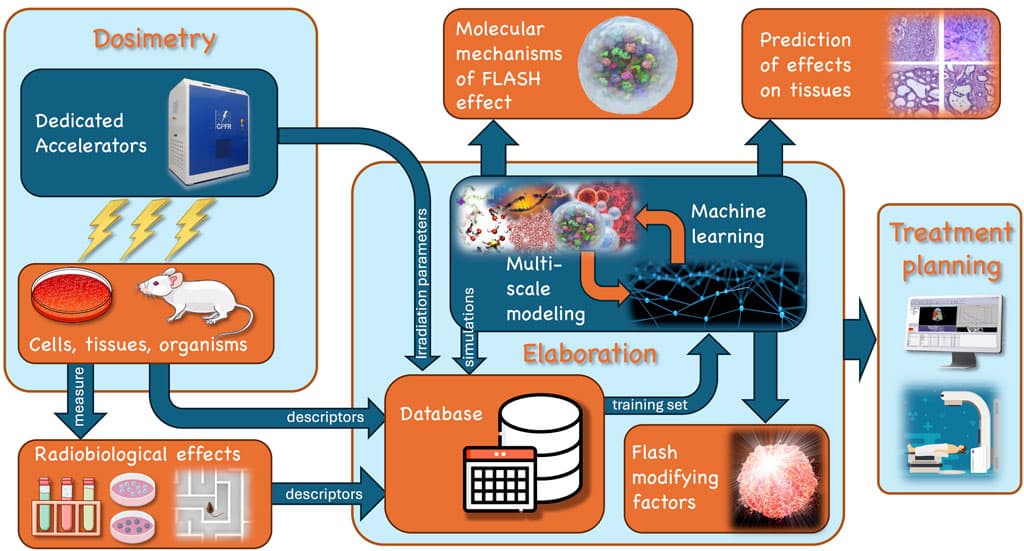 Exemplary scheme of the multi-disciplinary efforts involved in the study and exploitation of the FLASH effect. Following the arrow flux from top left of the scheme: 1. dedicated accelerators are needed to generate beams with suitable and tunable parameters (dose rate, dose per pulse, pulse dynamics, linear energy transfer (LET), etc.) to explore the domain of the FLASH irradiation regime; 2. a strong dosimetry effort is needed to characterize the beams and the dose released to the cells in culture and tissues, either in vitro or in vivo; 3. subsequently, a number of different indicators of the radiobiological effects (e.g., ROS, cell survival, cognitive impairment) can be measured; 4. the descriptors of the radiobiological effects, as well as the descriptors of cell/tissues and the parameters of irradiation may be passed to a database for in silico elaboration based on simulations and machine learning algorithms to analyze data and extract the FLASH modifying factor; 5. Overall this multi-disciplinary elaboration will clarify the molecular mechanisms, allow a quantitative prediction of the effect on different tissues, and give indication for the treatment planning in a clinical final context.